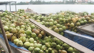 Euro football fans to taste Vietnamese coconuts