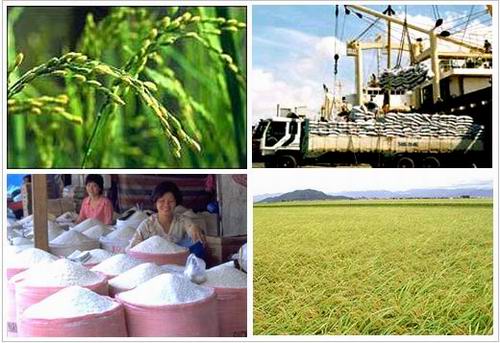Hội nghị FAO với nỗi lo về giá lương thực tăng và an ninh lương thực