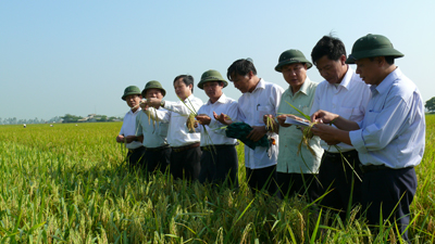 Hưng Yên đột phá trong chuyển đổi cơ cấu giống và trà vụ