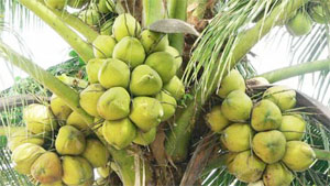 Overall solutions to develop coconut industry