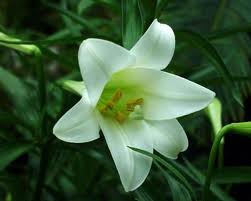 Quand refleurissent les lys à Hanoi