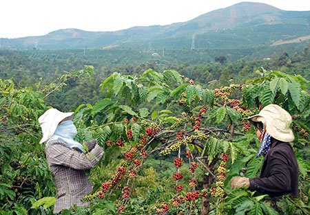 Improving income for coffee farmers in Dak Lak province