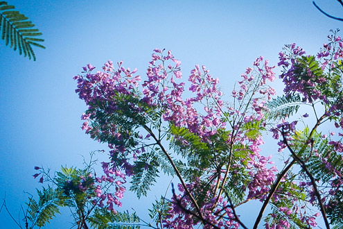 Hoa phượng tím ở Hà Nội