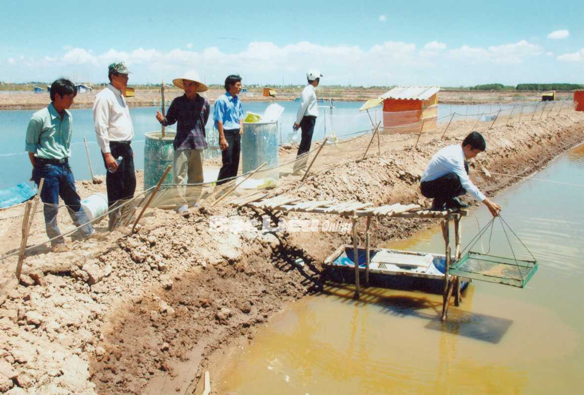 Tôm chết chưa rõ nguyên nhân Ngành Nông nghiệp Bạc Liêu khuyến cáo nông dân chậm thả tôm giống