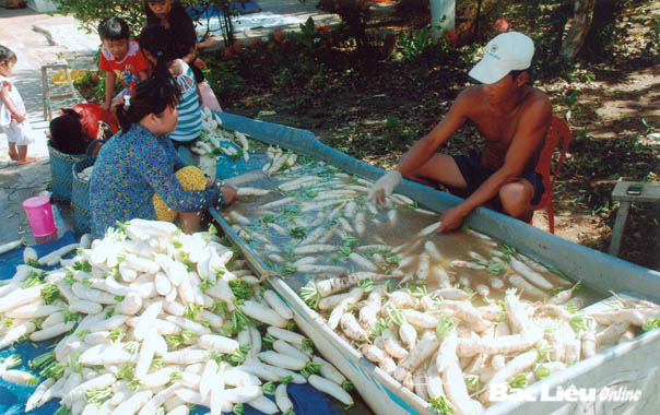 TP Bạc Liêu Nâng cao chất lượng trồng rau màu gắn với bao tiêu sản phẩm