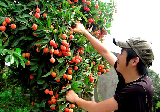Thanh Hà mùa vải chín