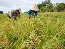 Thaïlande adoption d un programme d assurance de la production de riz