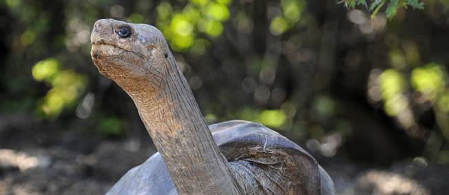 Georges le solitaire , la dernière tortue géante de son espèce disparaît