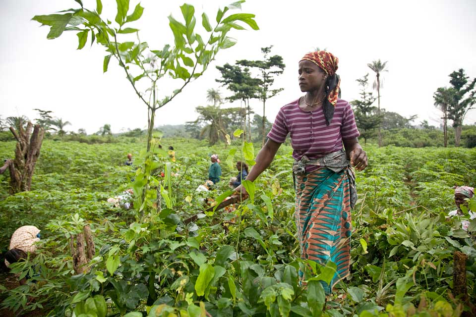 Une production agricole accrue, clef de voûte de la sécurité alimentaire, selon la FAO