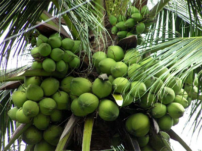 Coconuts to be free from export tax from early September