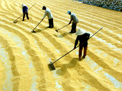 LienViet Post Bank announces interest rate package for rice purchase