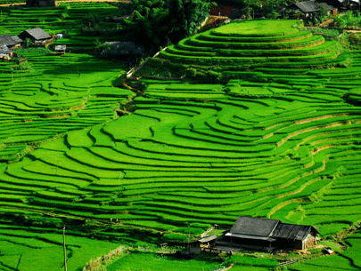 Hoang Su Phi terraced fields recognised as national heritage