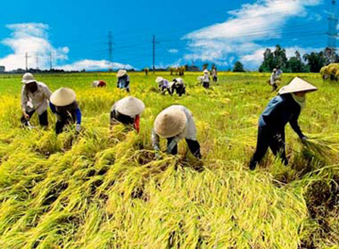 ASEAN nations can help prevent global rice price rise