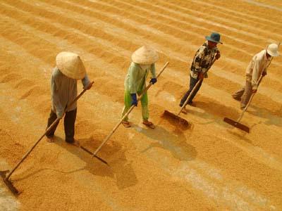 Regional rice exchange could help steady global prices