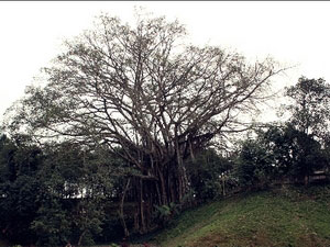 老街市上庙古榕树被承认为《越南遗产树》