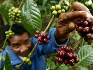Indonésie prochain festival du café sur l’île de Bali