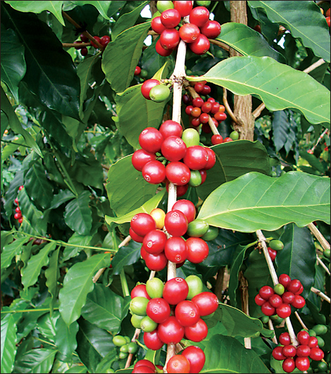 Coffee exports reach USD2 66 billion in first eight months
