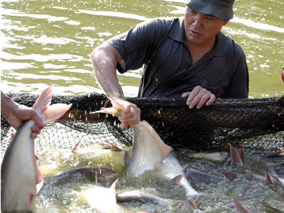 Vietnam’s tra fish appraised for ASC certificate for quality