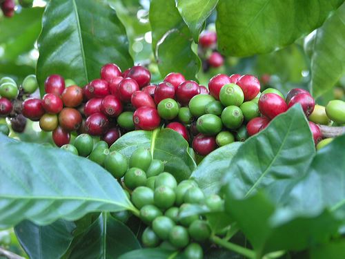 Eight-month agriculture, seafood and forestry exports reach USD18 1 billion