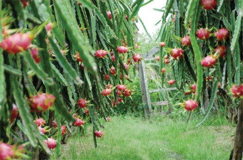 Binh Thuan dragon fruit to be shipped directly to US