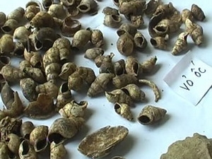 Prehistoric relics unearthed in Tuyen Quang province