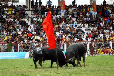 2012年涂山斗水牛锦标赛决赛轮落下帷幕