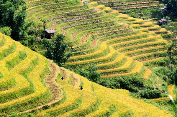 Rizières en terrasses Hoang Su Phi, un tableau magnifique et poétique