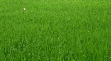 Đẩy mạnh sản xuất hàng hóa trong phát triển nông nghiệp