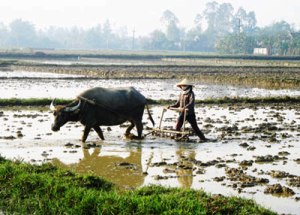 Thai Nguyen prochaine semaine culturelle La charrue et les paysans vietnamiens