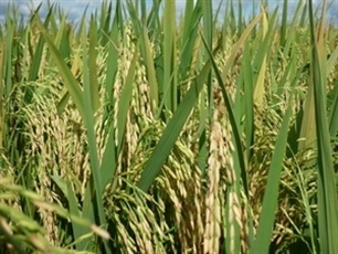 Vietnam trains Mozambicans to grow rice
