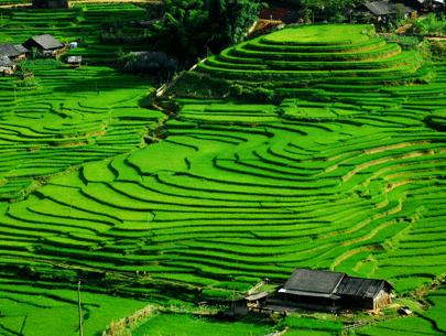 Postponing terraced field festival in Mu Cang Chai