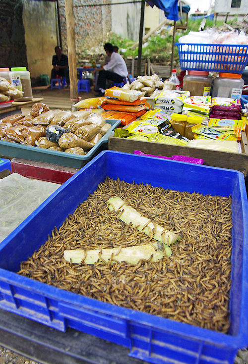 Hanoians with the bird breeding hobby