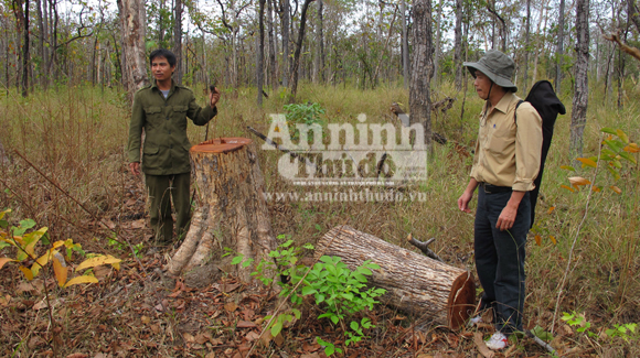Vườn quốc gia Yok Đôn Lâm tặc phá rừng theo kiểu… tận thu