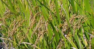 Thailand loses its rice export crown
