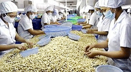 Vietnamese cashew nuts dominate global market
