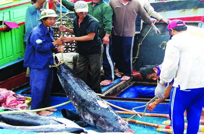 Vietnam’s tuna exports to the US surge