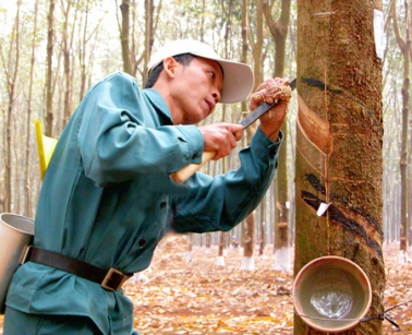 Vietnam ranks world’s third largest natural rubber exporter