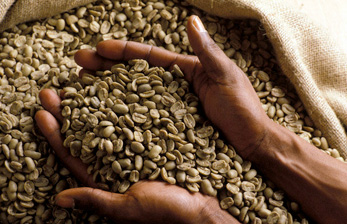 Dak Lak coffee exported to 62 countries and territories