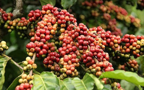 Agricultural, forestry and seafood exports rise sharply in January