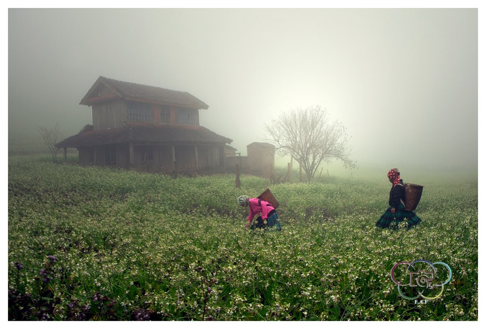 Moc Chau Plateau - Touching a paradise of smog and cloud