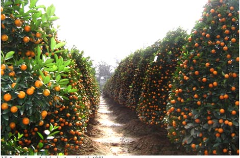 Làng cây cảnh Hưng Yên sôi động đón Tết