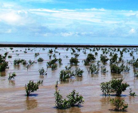 Ứng phó với biến đổi khí hậu Cần sự chung tay của toàn xã hội