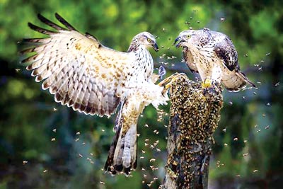 7è concours international de photographie artistique du Vietnam 2013 VN-13