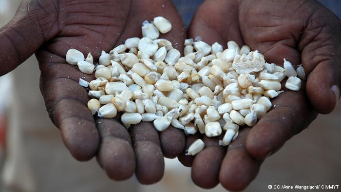 Malawi đối mặt với khủng hoảng lương thực