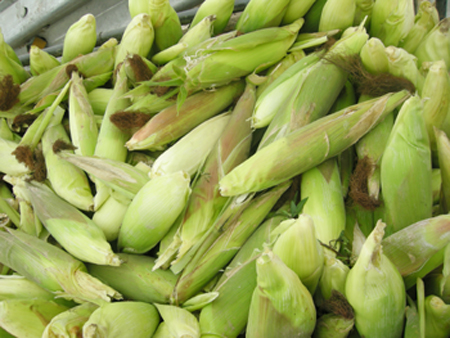 Tăng cường chỉ đạo sản xuất trồng trọt vụ Đông 2013