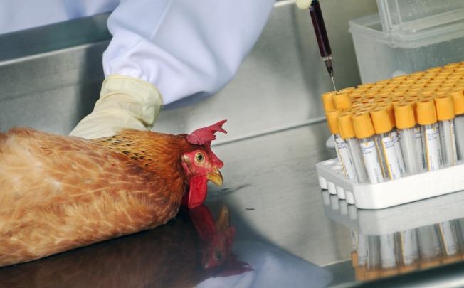 Trung Quốc phát triển một loại vaccine phòng chống virus H7N9