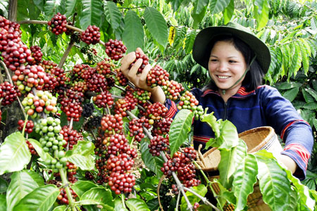 Central Highlands coffee growers receive credit loans
