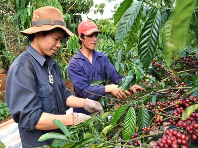 Central Highlands aims to harvest 1 million tonnes of coffee
