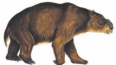 Fossil wombat discovered in Australia