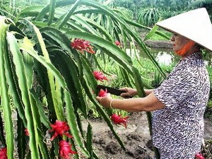 Tra Vinh ships 2 7 tonnes of dragon fruit to US